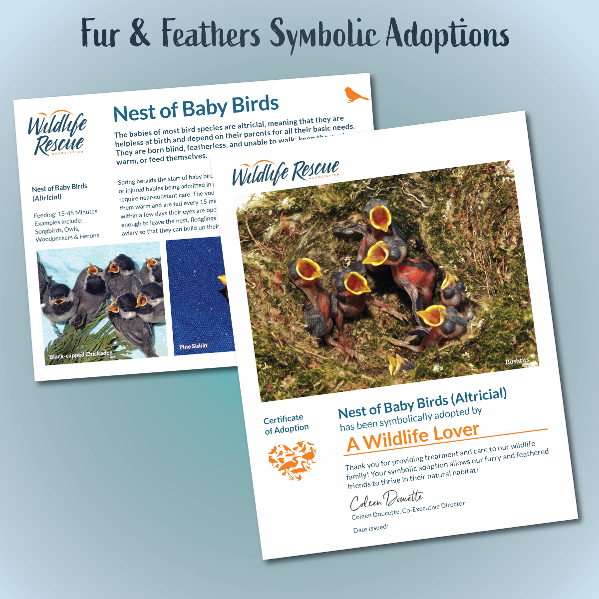 Fur & Feathers Symbolic Adoptions Spring Catalogue Wildlife Rescue