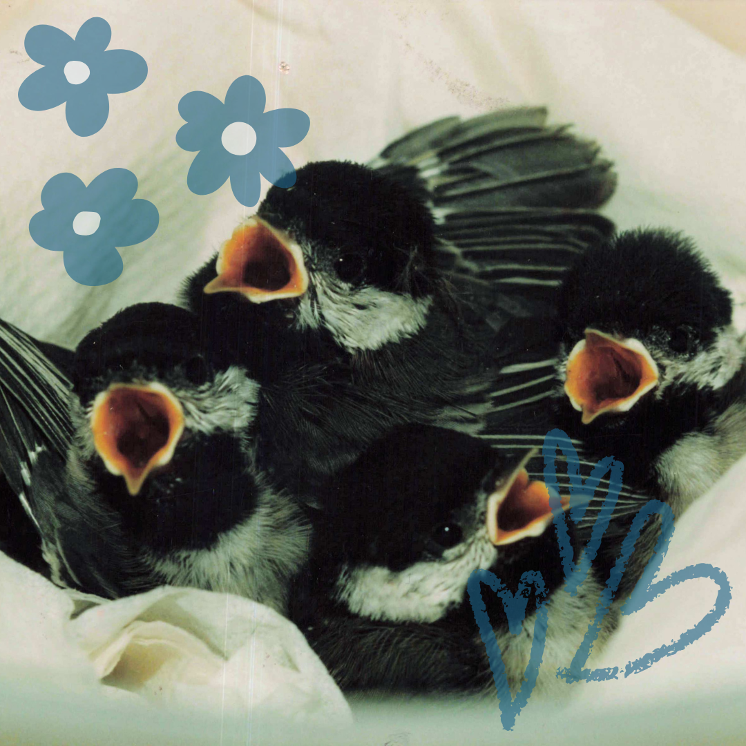 Comfort & Healing Care Bundle