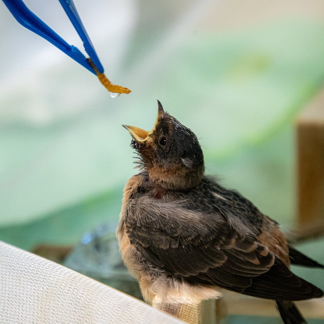 Bird Breakfast