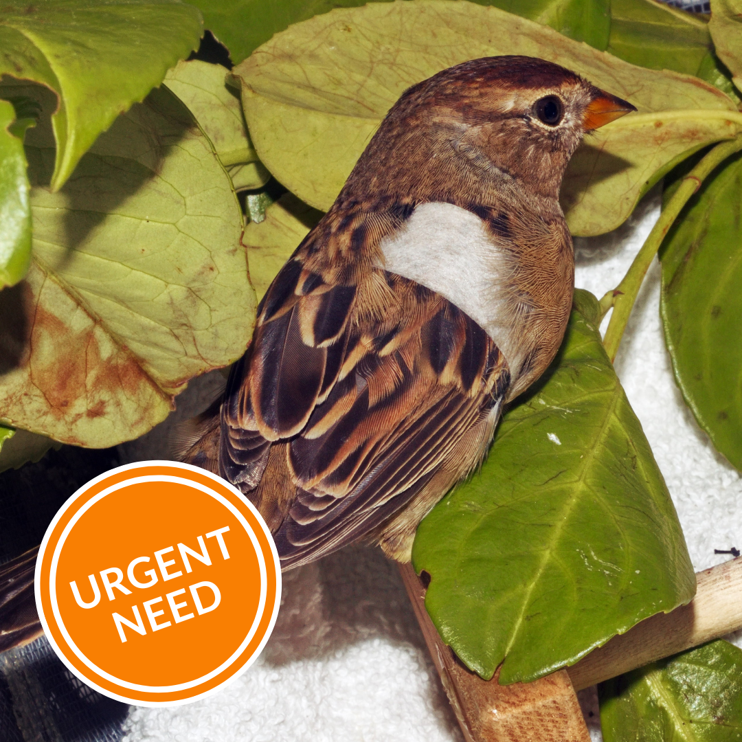 3 Days of Comfort & Pain Relief