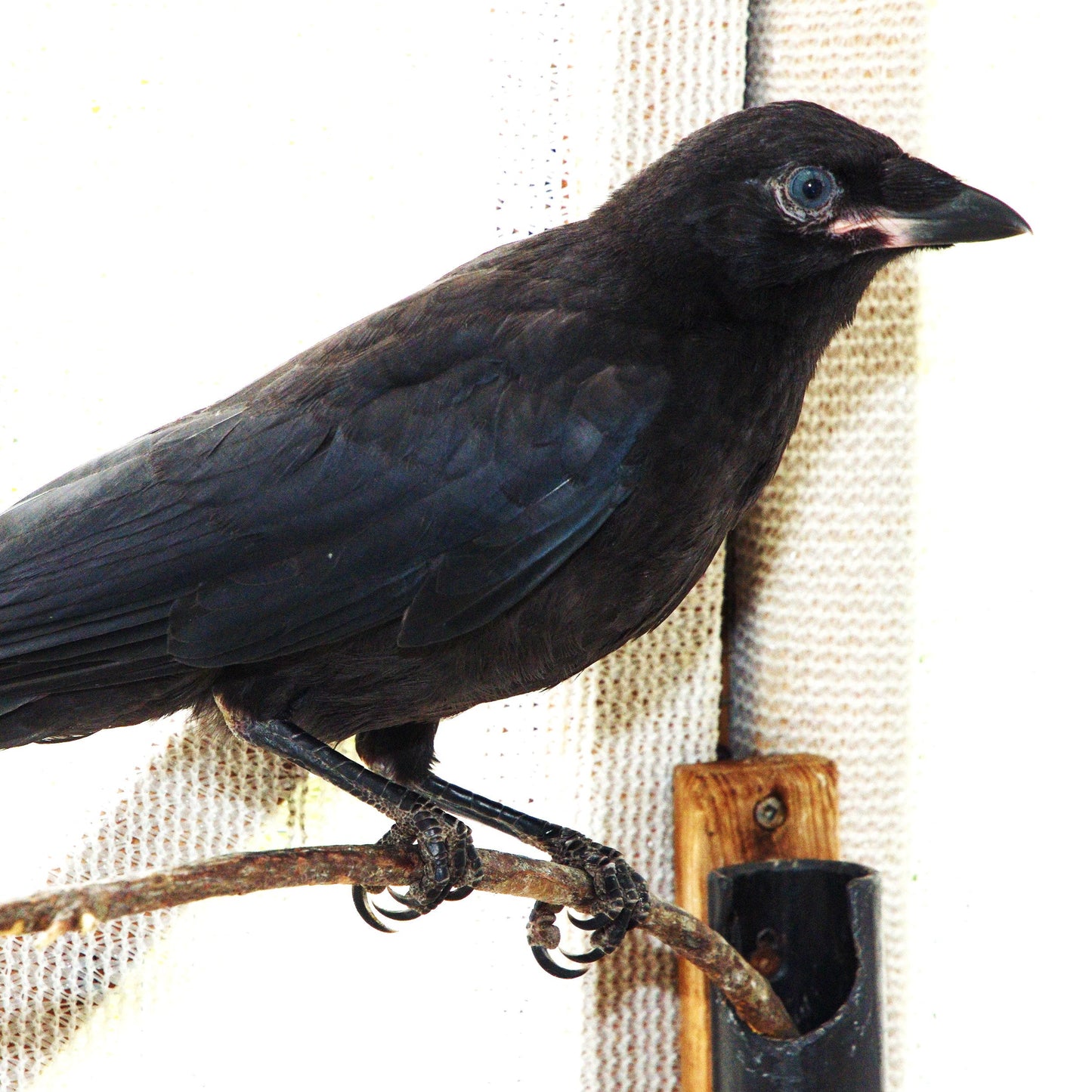 Flight & Feeding Prep for Young Bird