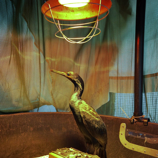 Help a Seabird Stay Warm and Dry