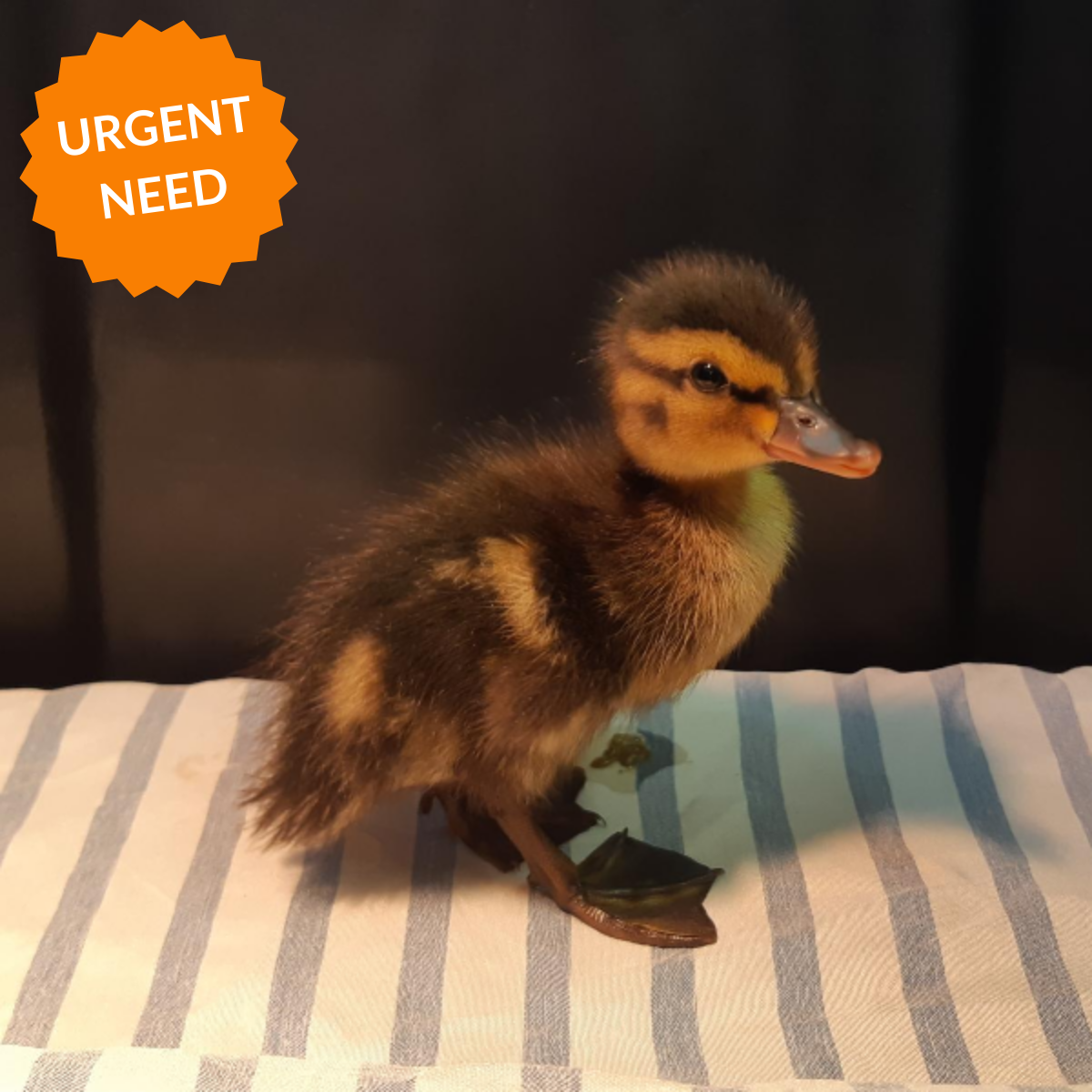 Baby Animal Care Bundle