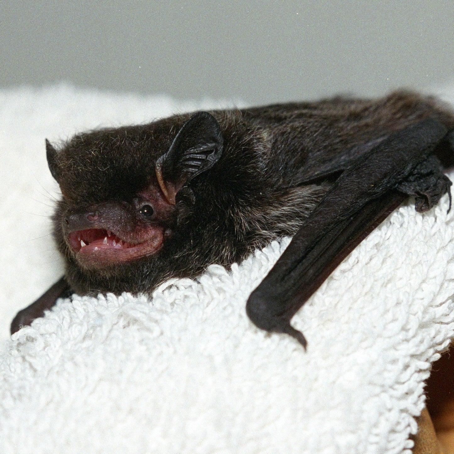 Limited Edition Fall Symbolic Adoption - Bat