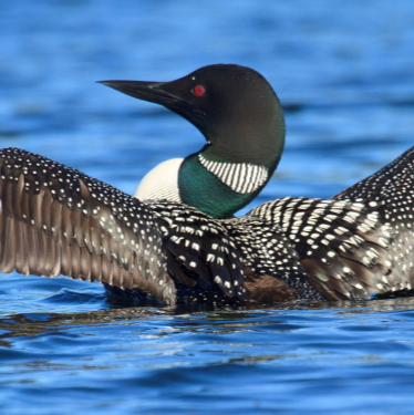Symbolic Adoption - Common Loon