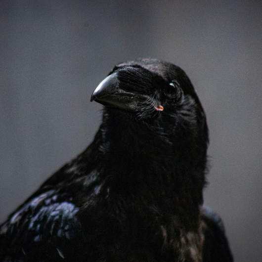 Symbolic Adoption - Common Raven