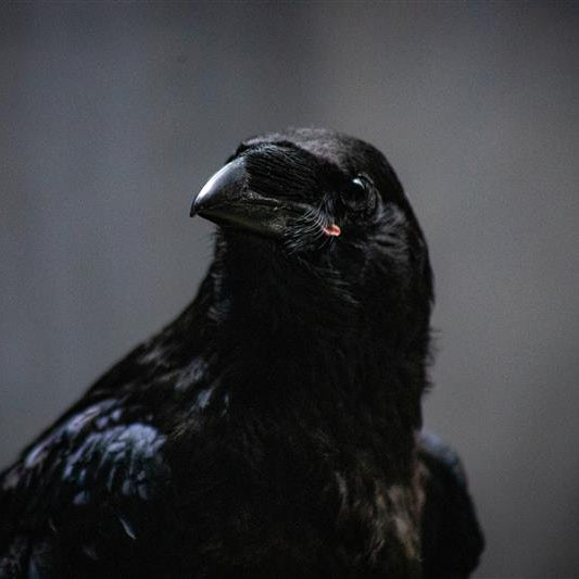 Limited Edition Fall Symbolic Adoption - Common Raven