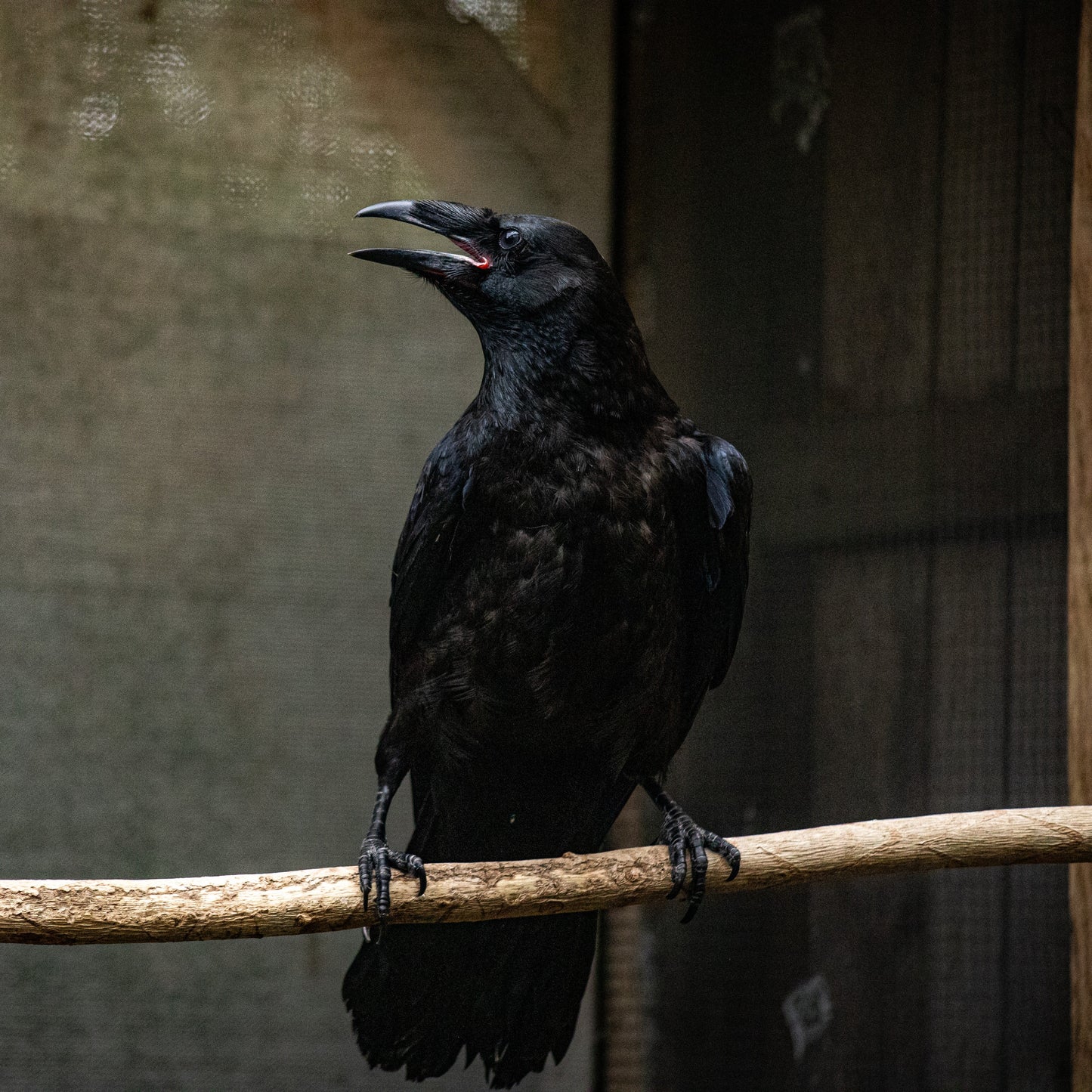 Limited Edition Fall Symbolic Adoption - Common Raven