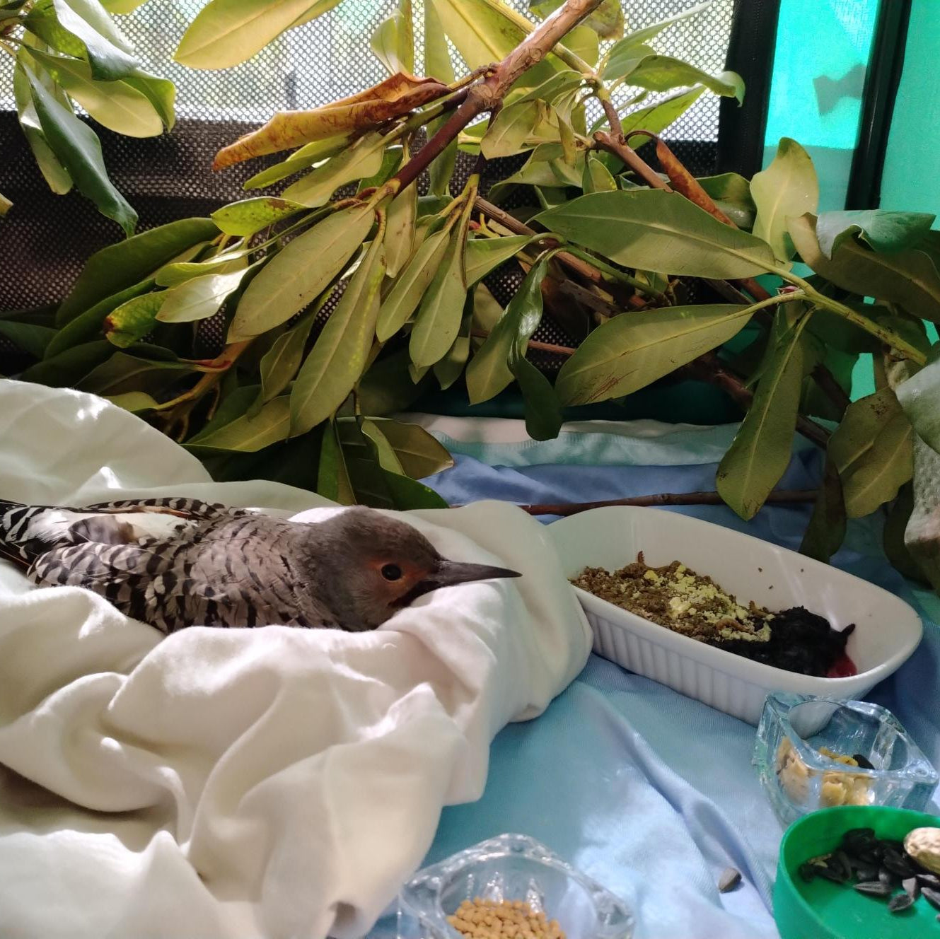 Comfort & Healing Care Bundle