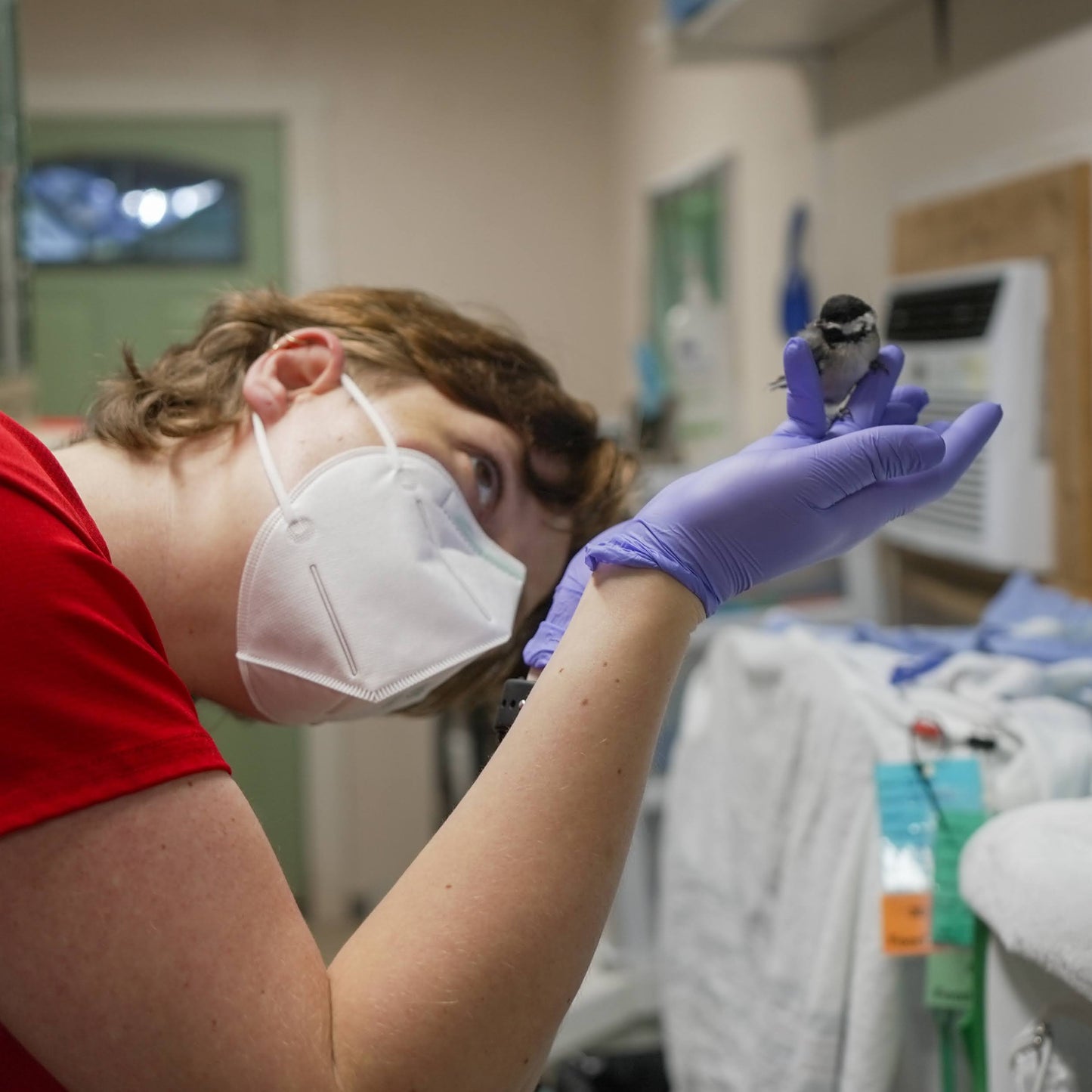 Full Wildlife Recovery Sponsorship