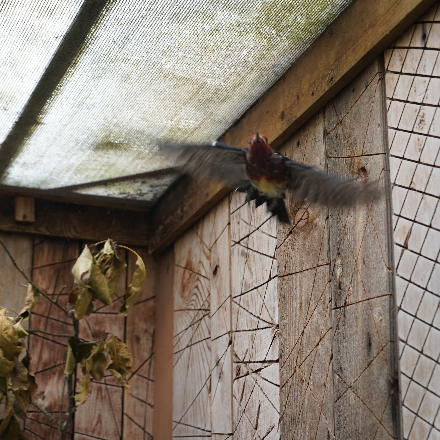 Species-Specific Recovery Shelter