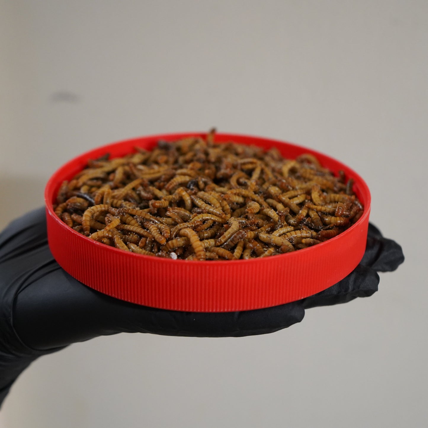 Mealworm Medley