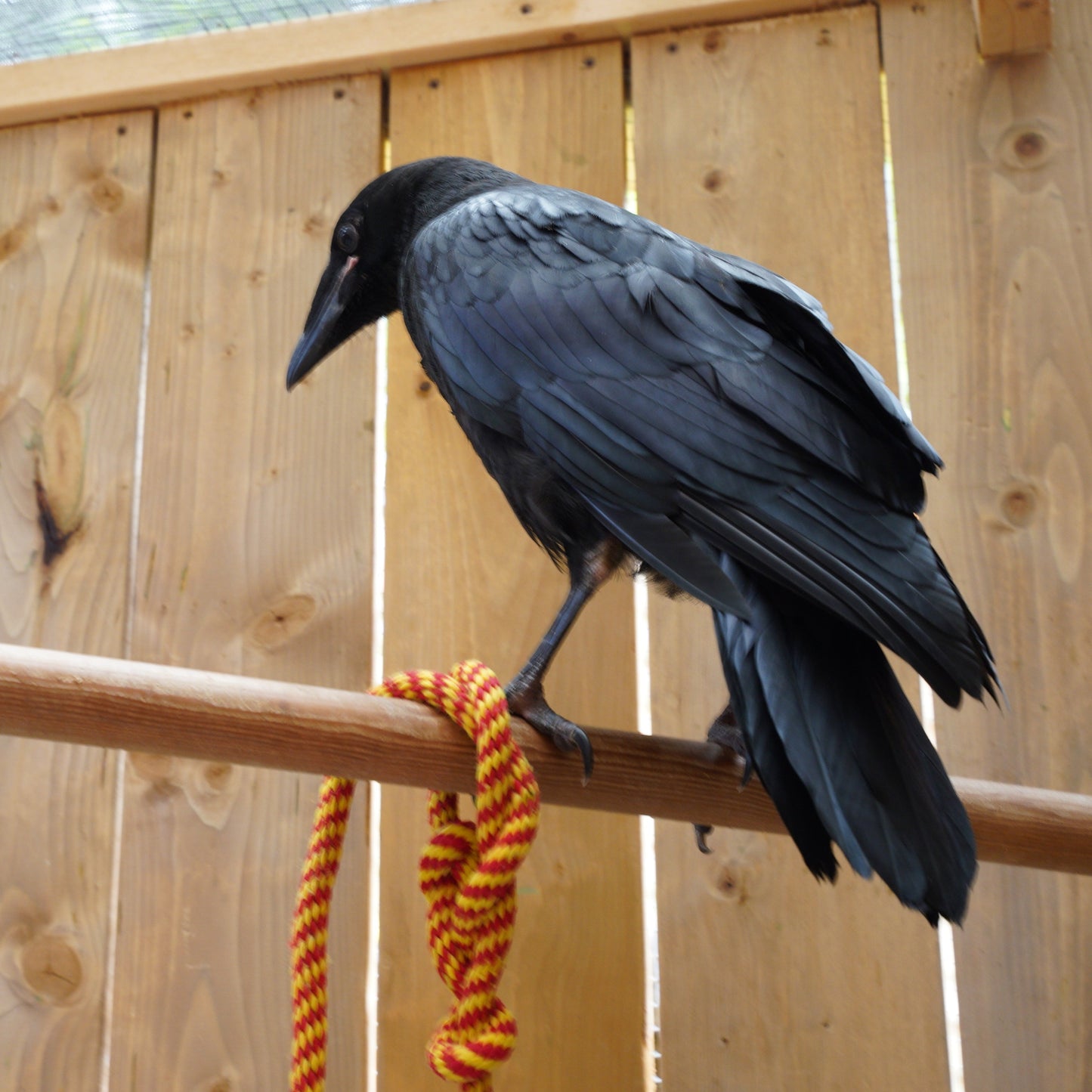 Corvid Care Toys
