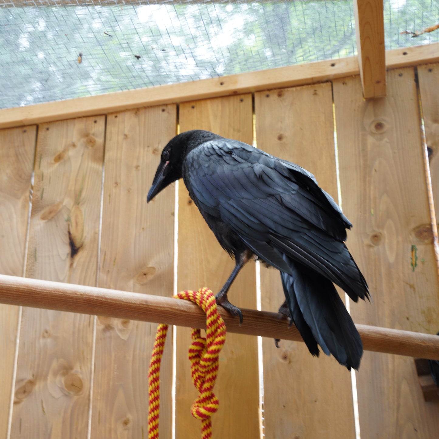 Comfort & Healing Care Bundle