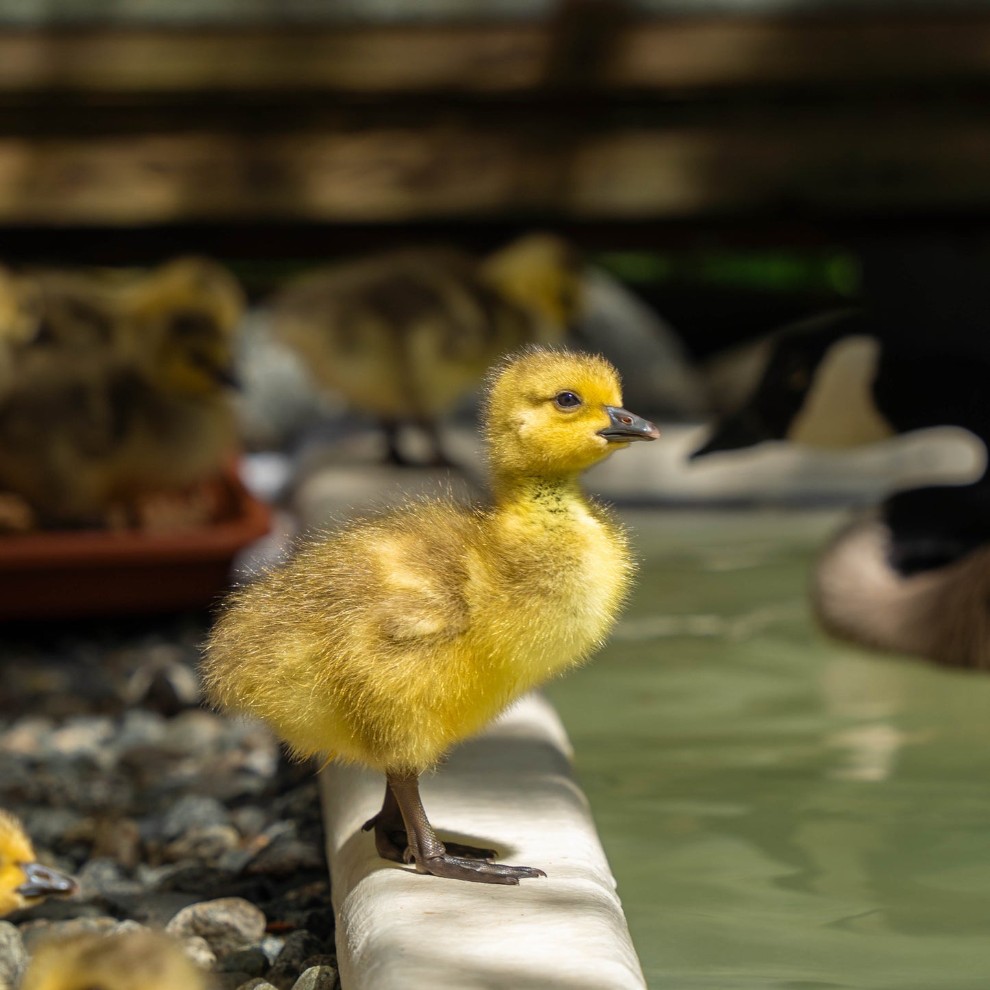 Baby Animal Care Bundle
