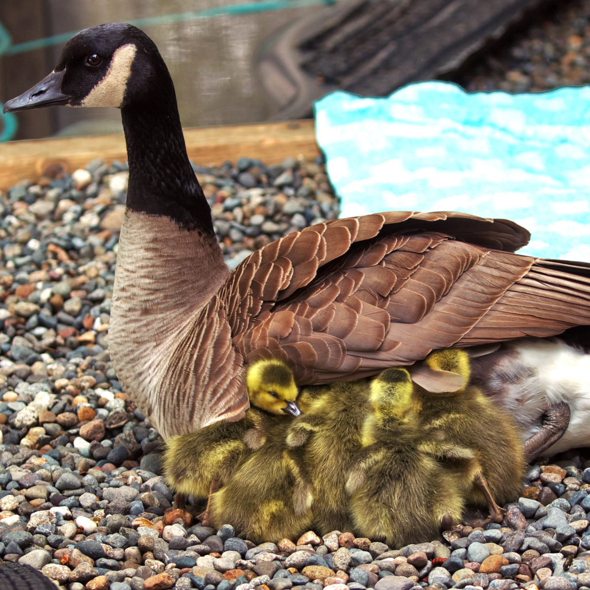 Wildlife Family Reunion Kit