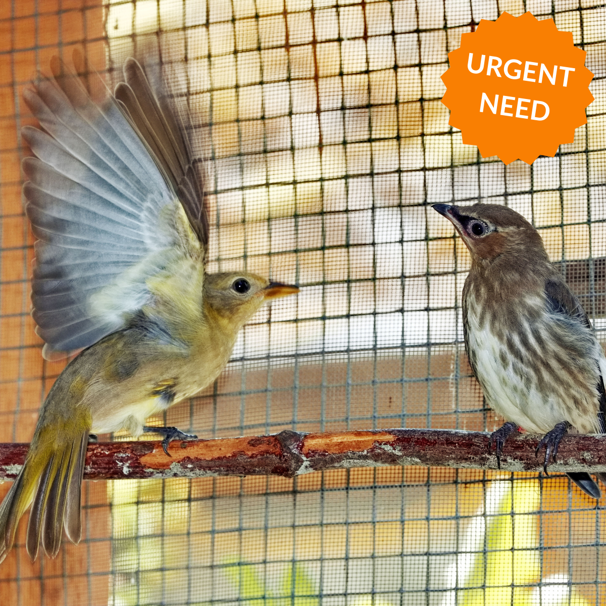 Fledgling Flight Conditioning