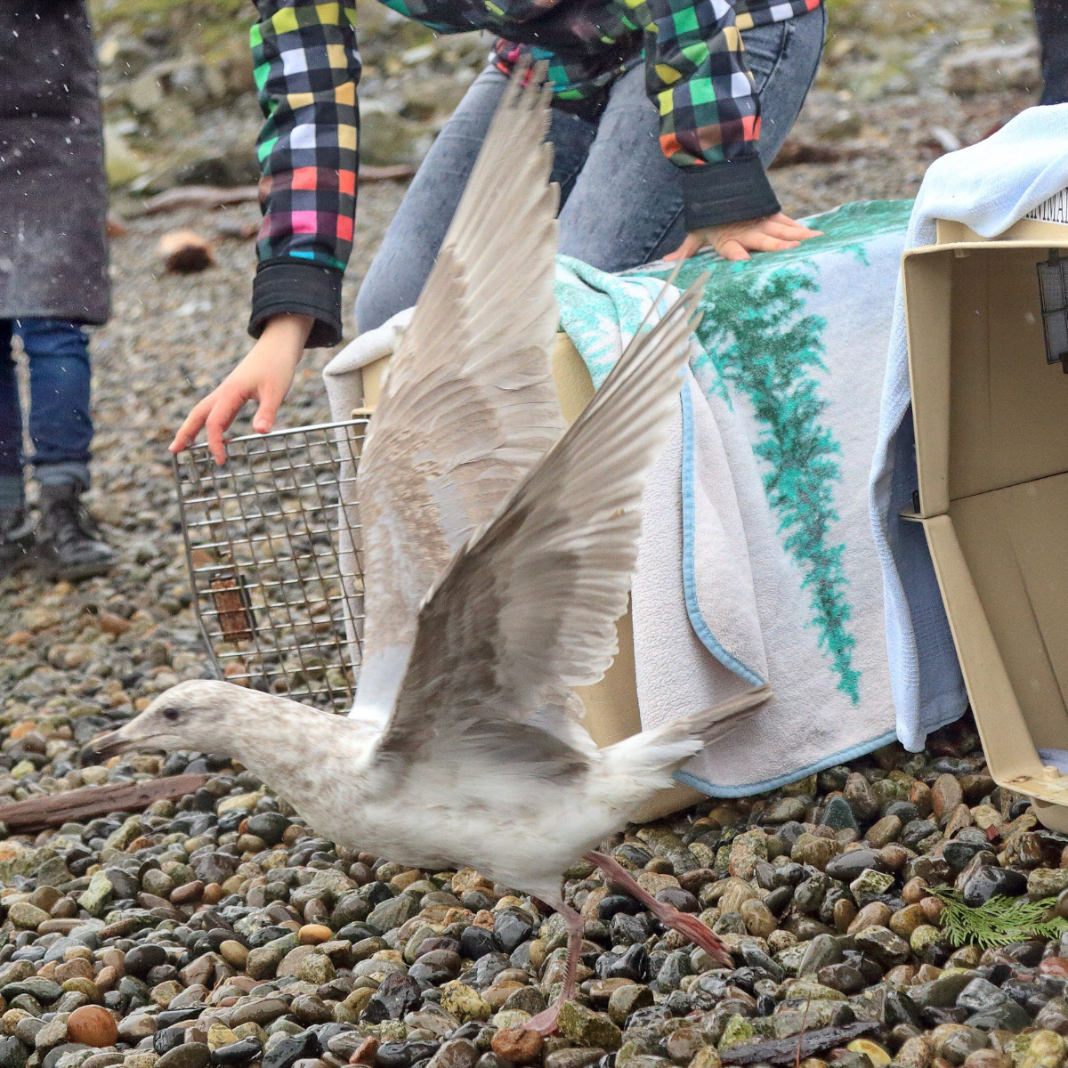 Wildlife Full Rehabilitation