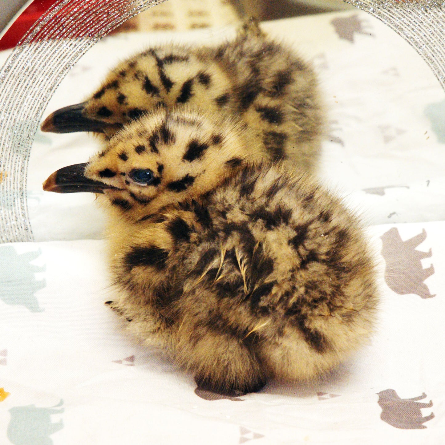 Orphaned Baby Bird Care Bundle