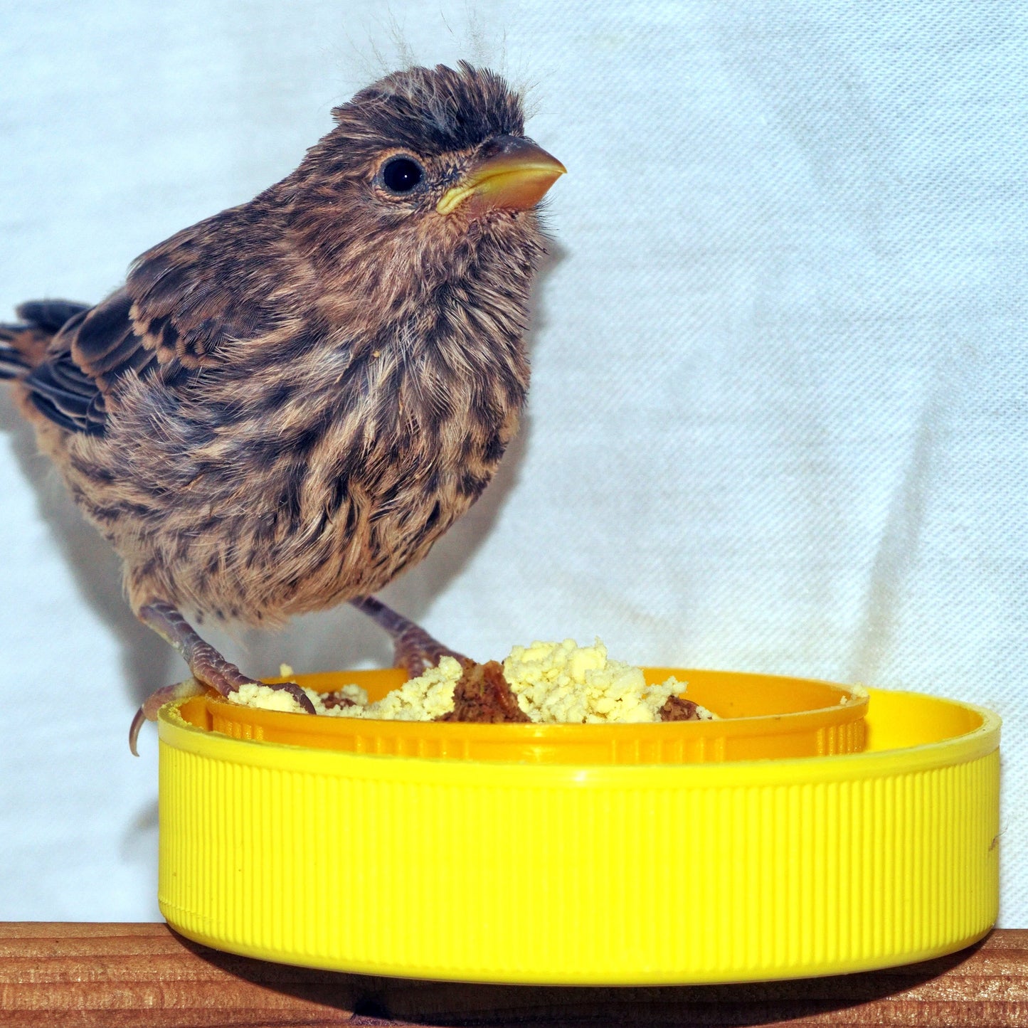 Bird Brunch