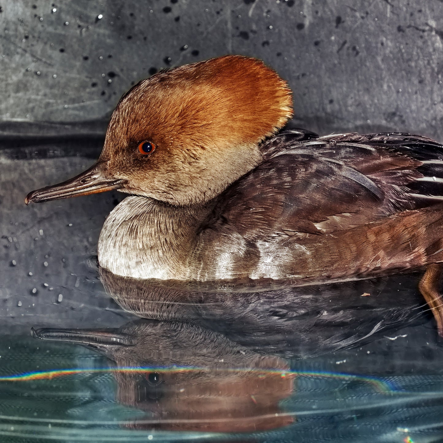 Species-Specific Recovery Shelter