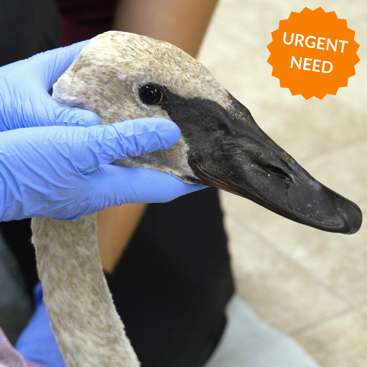 Wildlife Health Check