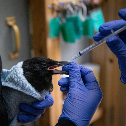 Lifesaving Medicine for Wildlife