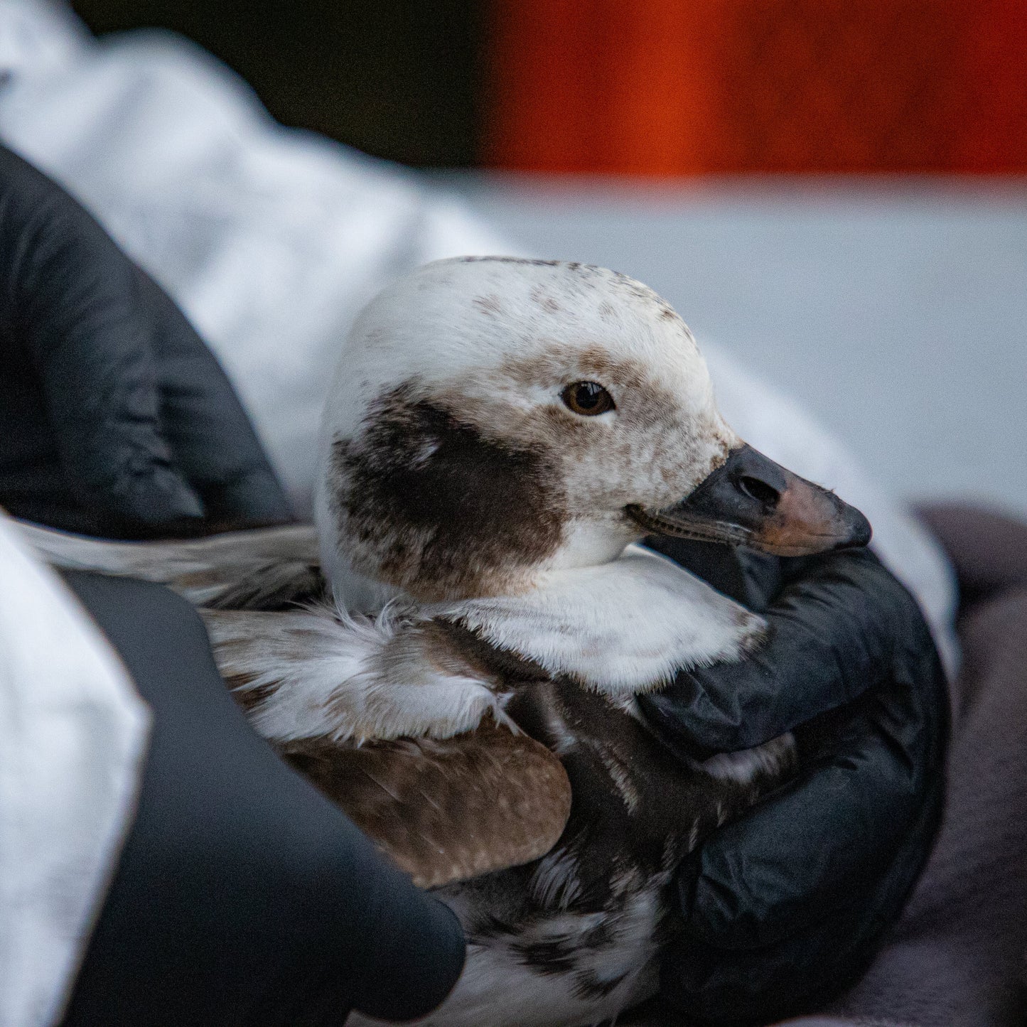 Help a Seabird Stay Warm and Dry