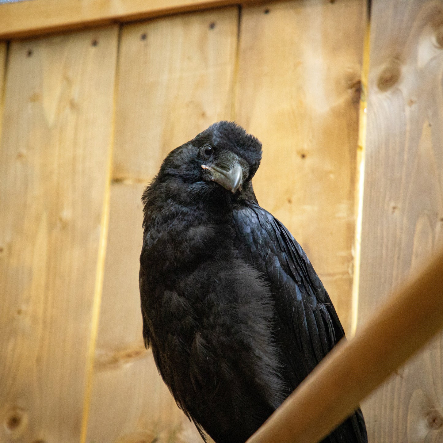 Limited Edition Fall Symbolic Adoption - Common Raven