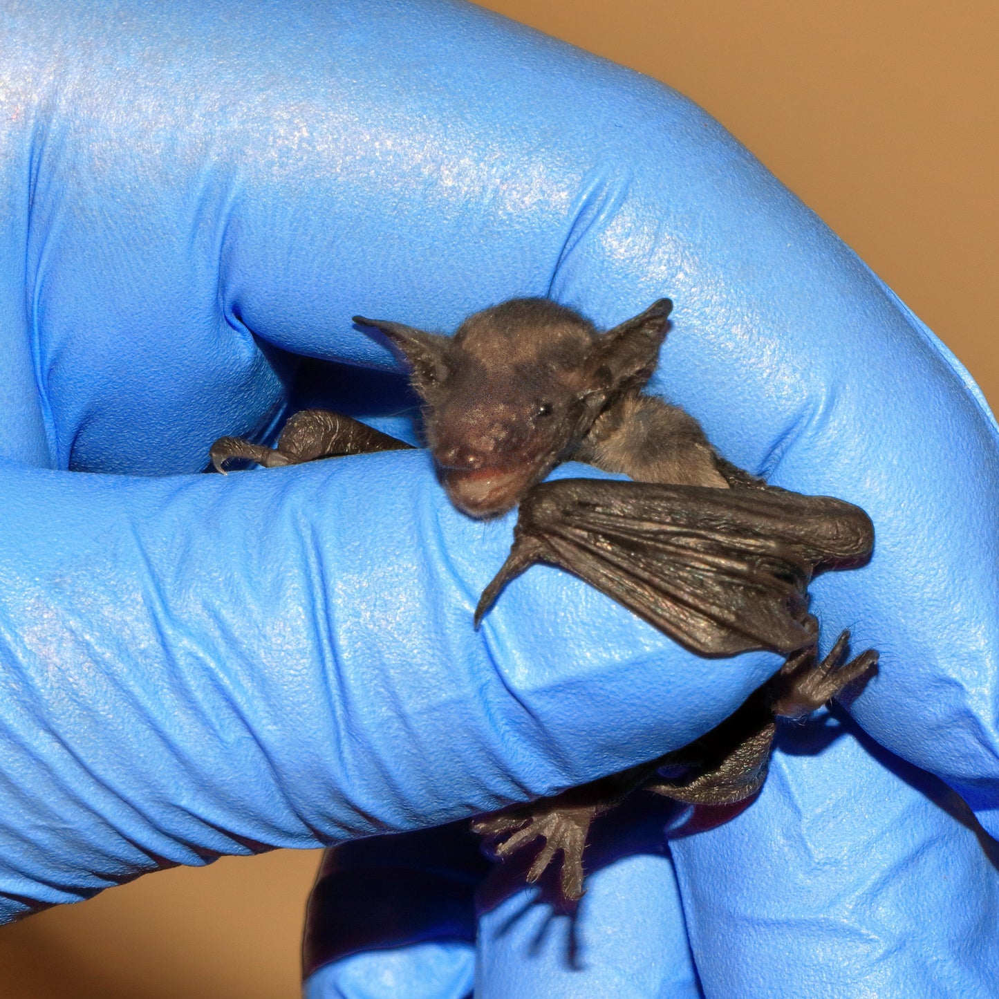 Limited Edition Fall Symbolic Adoption - Bat