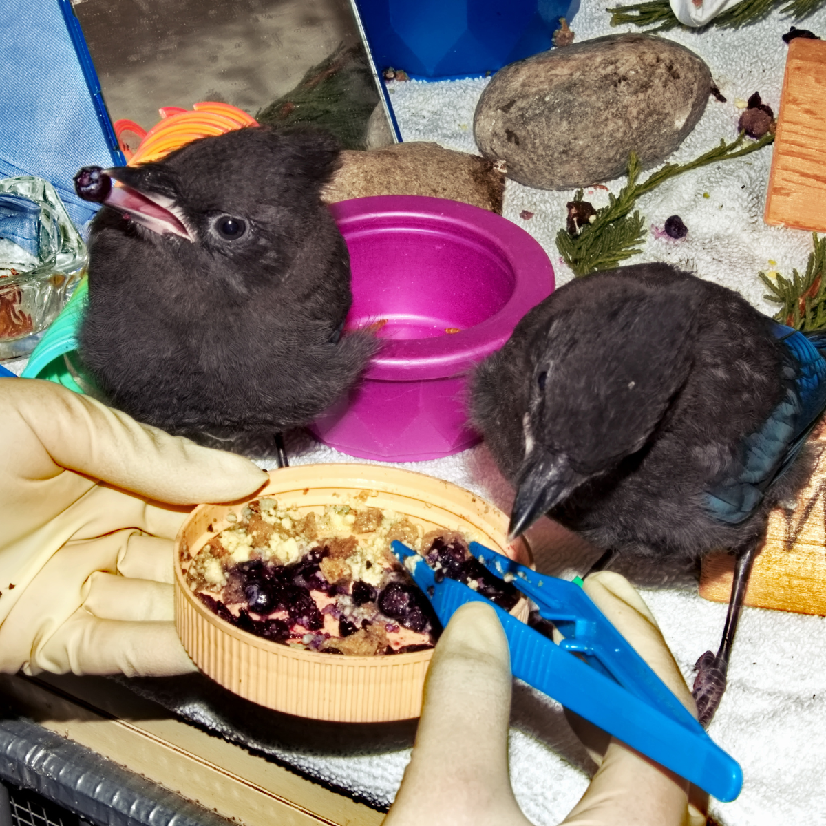 Wildlife Meal Bundle