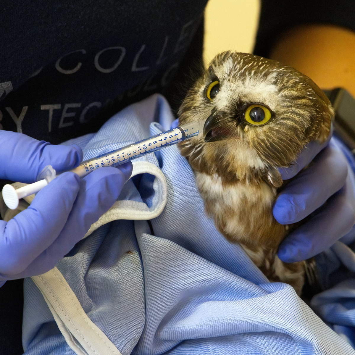 Wildlife Medical Needs
