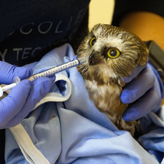 Full Wildlife Recovery Sponsorship