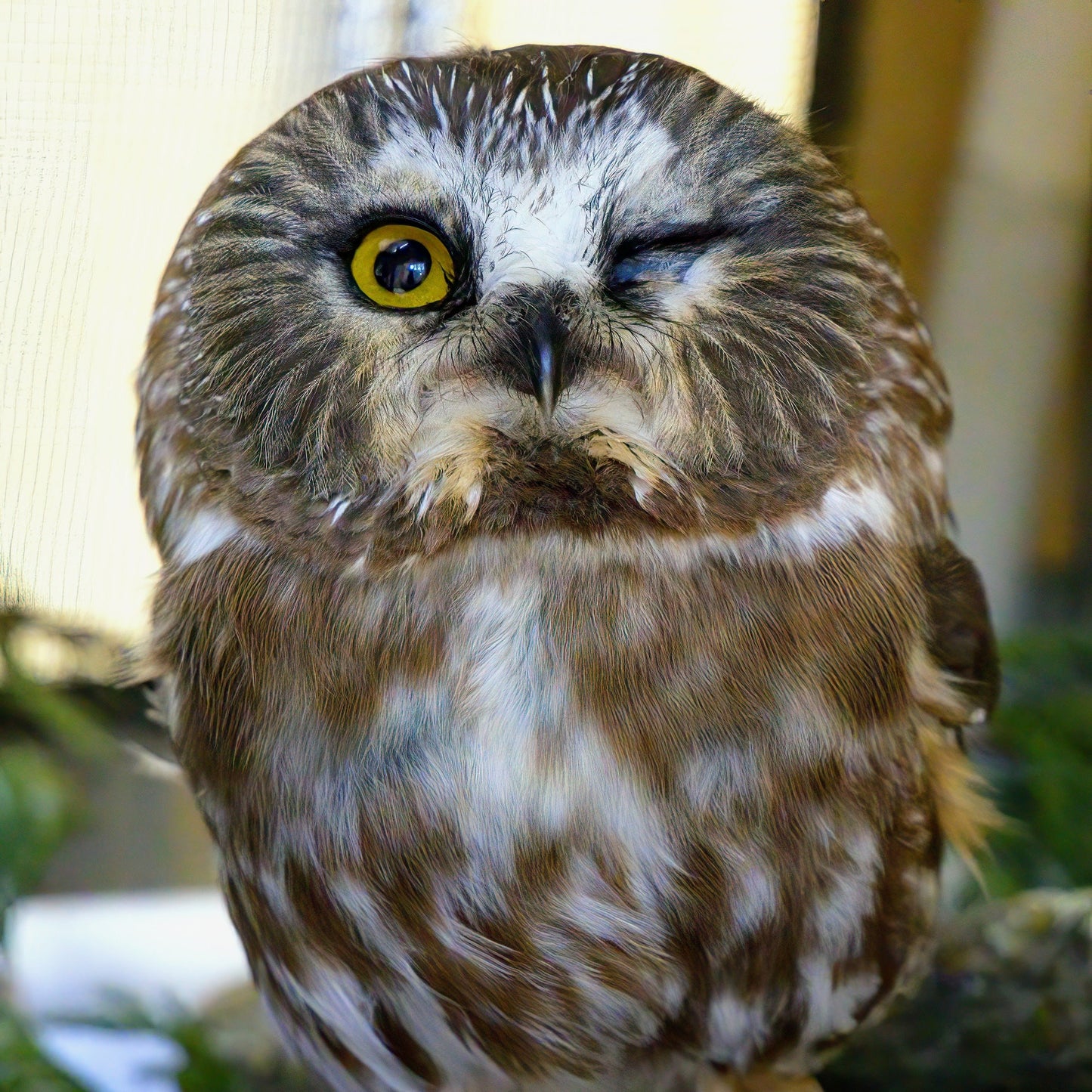 Limited Edition Halloween Symbolic Adoption - Northern Saw-whet Owl