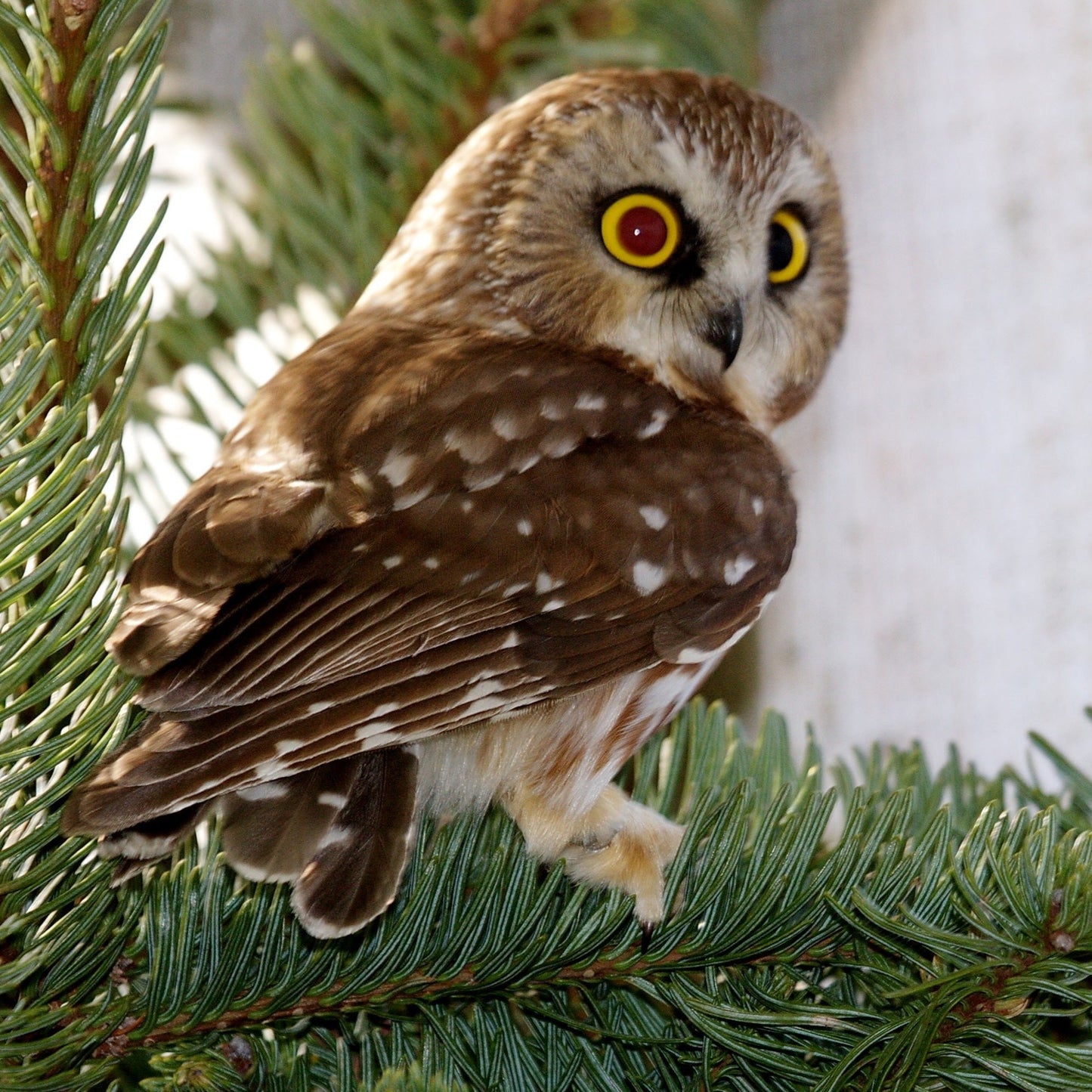 Limited Edition Halloween Symbolic Adoption - Northern Saw-whet Owl