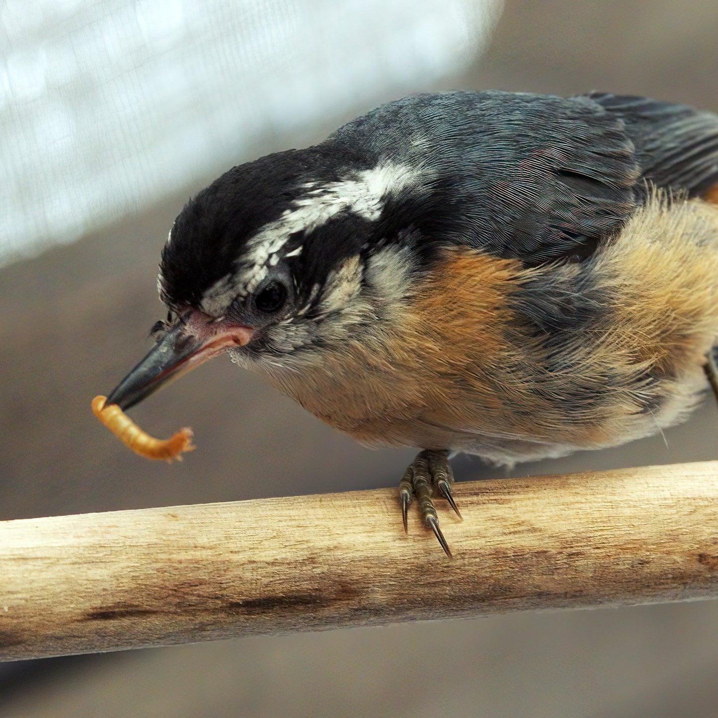 Bird Breakfast