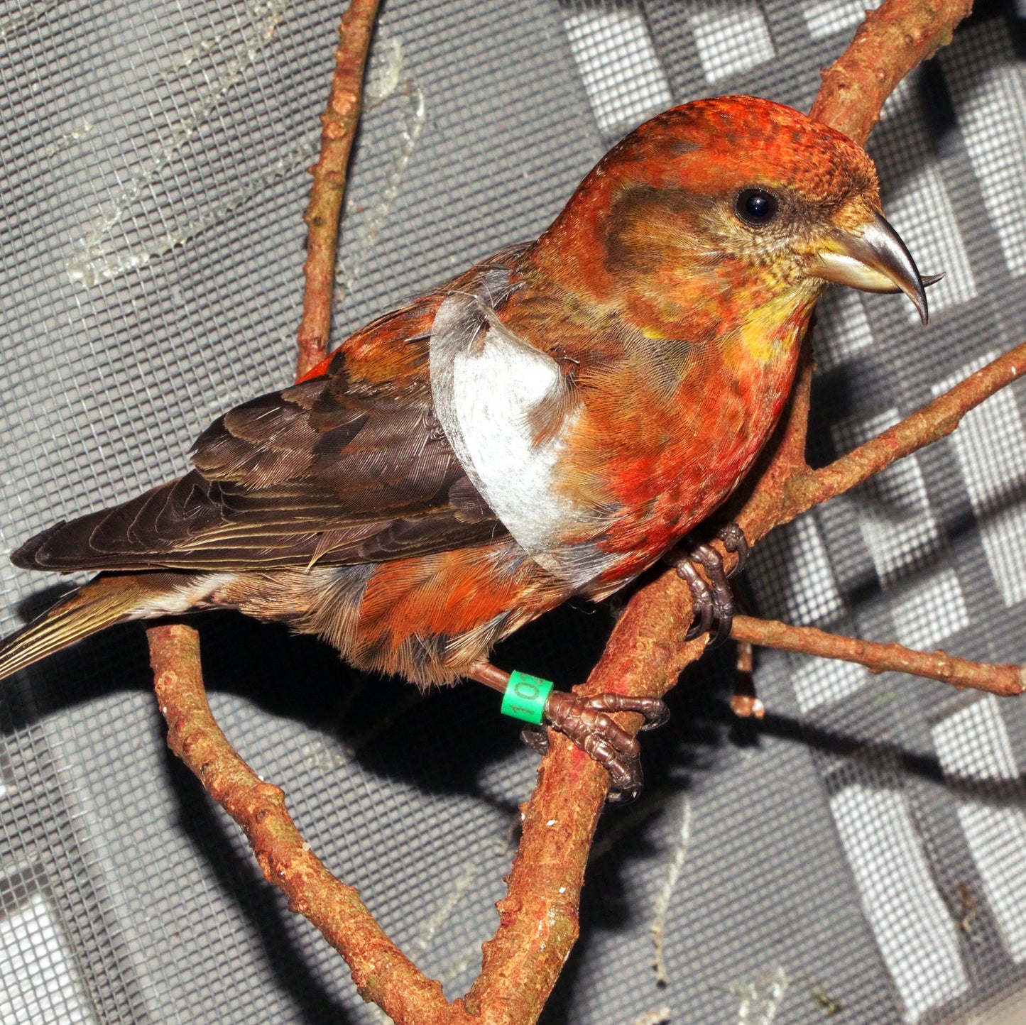 Lifesaving Medicine for Wildlife