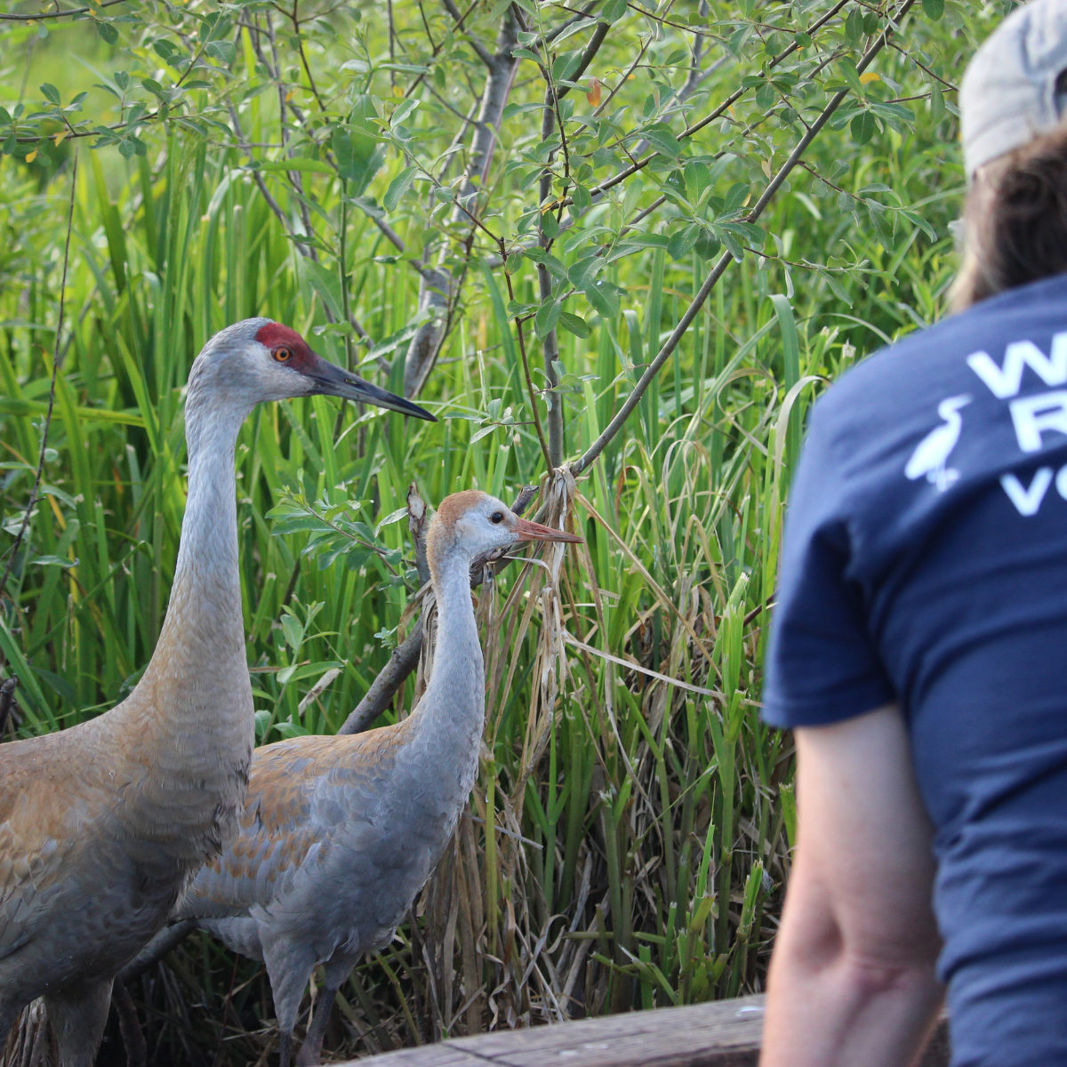 Wildlife Rescue Kit
