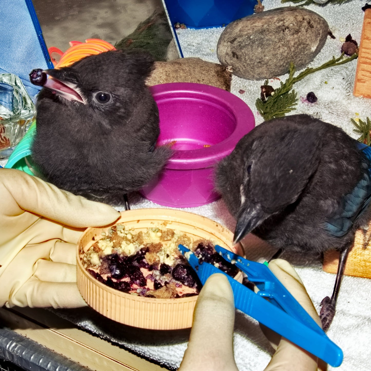 Bird Brunch