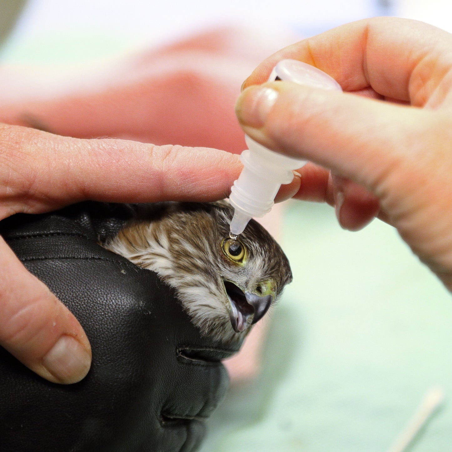 Lifesaving Medicine for Wildlife