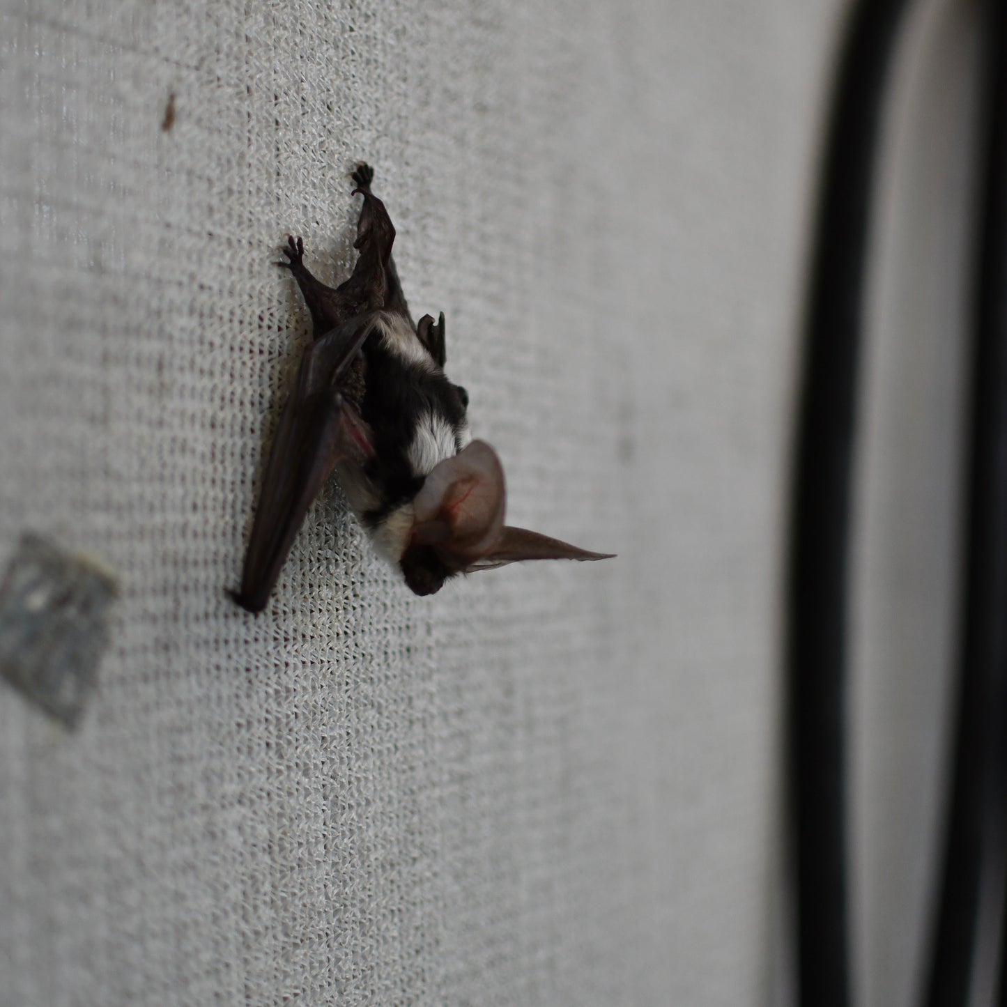 Limited Edition Fall Symbolic Adoption - Bat