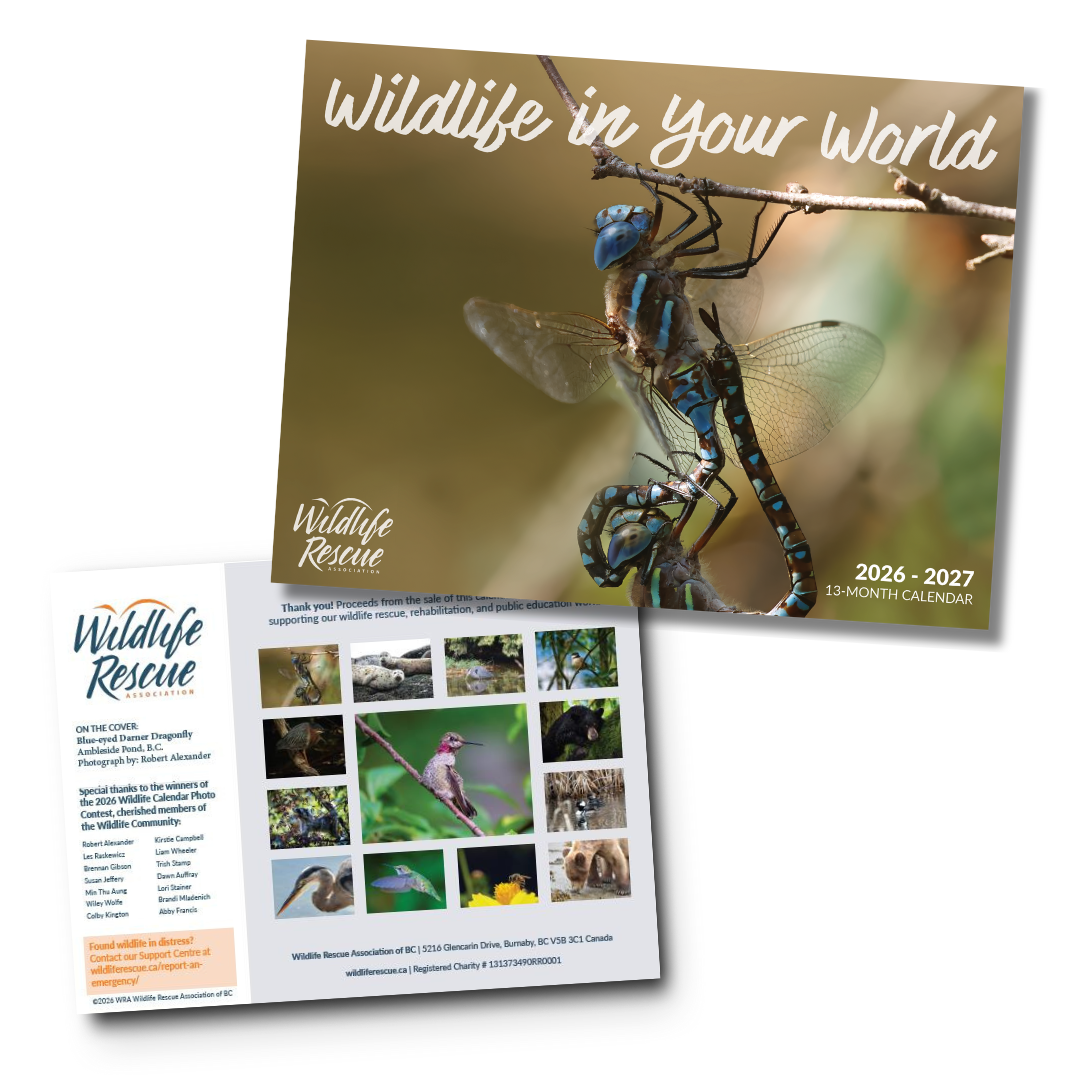 2026-2027 Wildlife Calendar