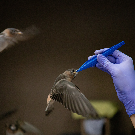 Flight & Feeding Prep for Young Bird