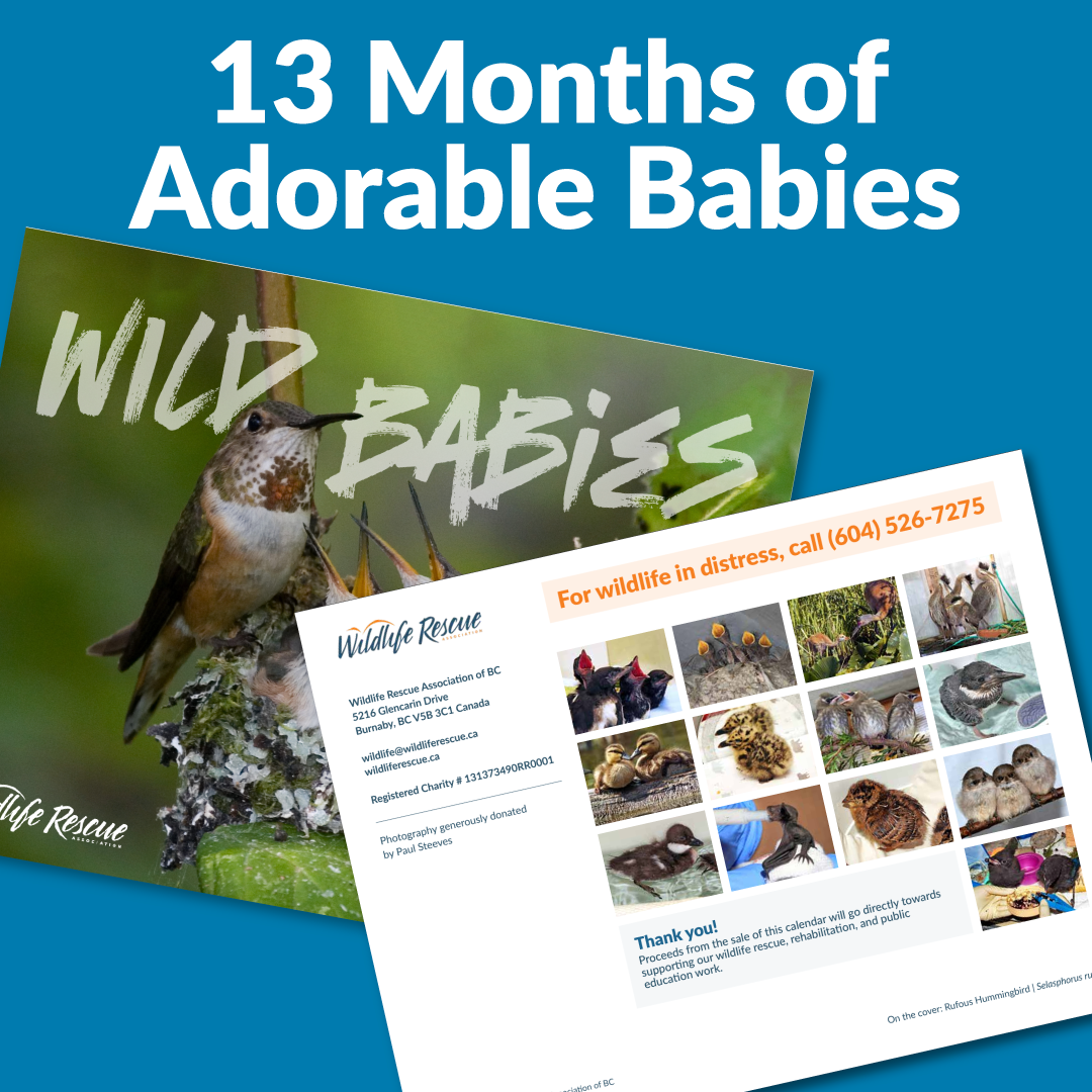 2024 WILD BABIES CALENDAR
