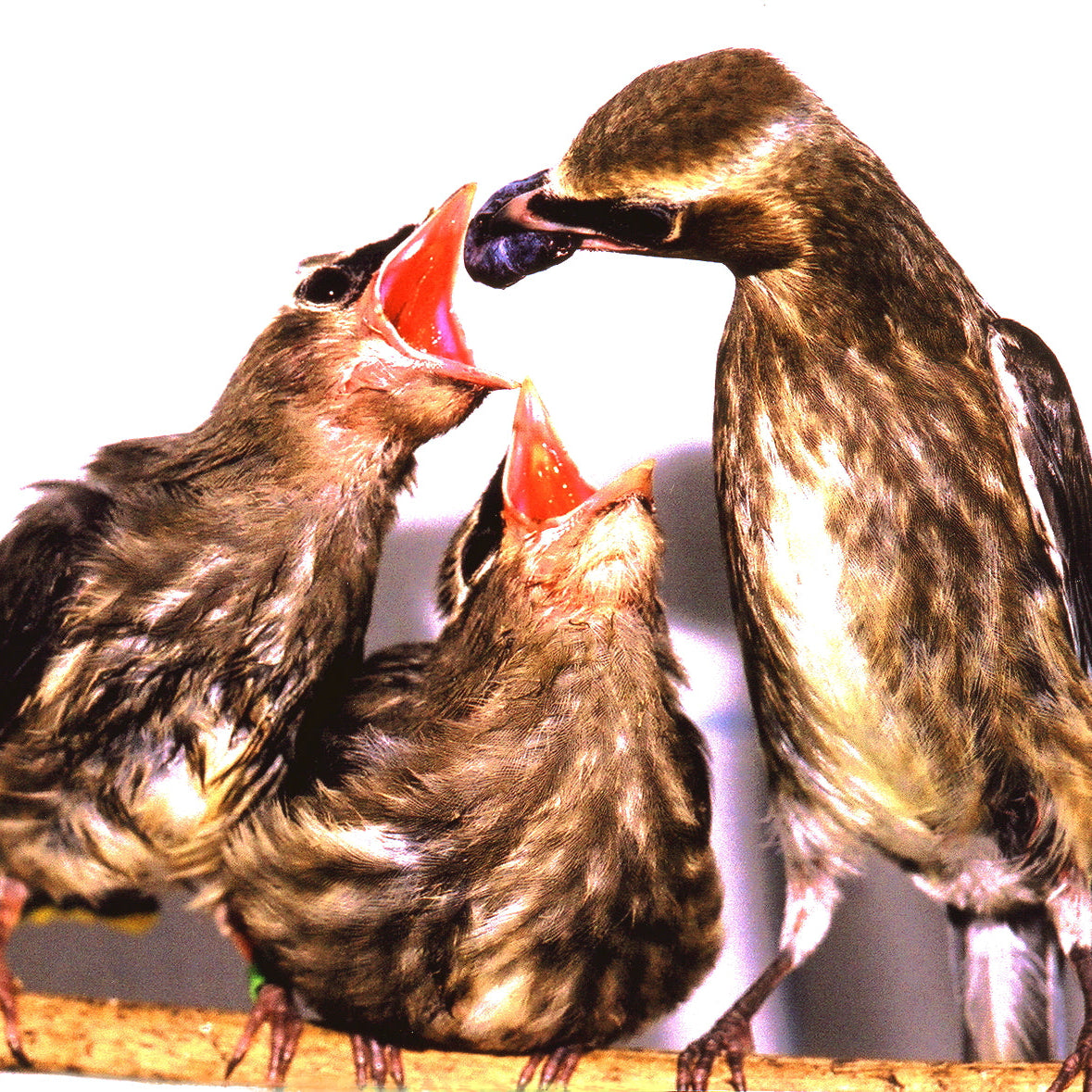 Tailored Meals for Wildlife