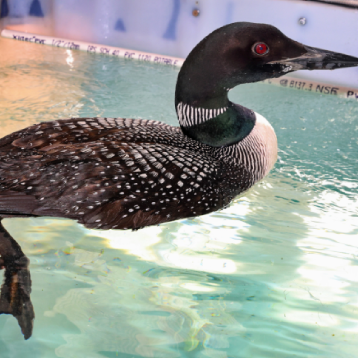Bird Waterproofing