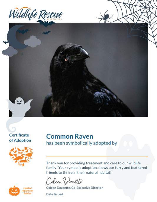 Limited Edition Halloween Symbolic Adoption - Common Raven