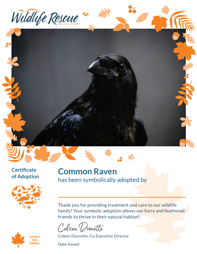 Limited Edition Fall Symbolic Adoption - Common Raven