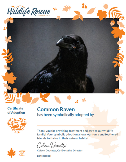 Limited Edition Fall Symbolic Adoption - Common Raven
