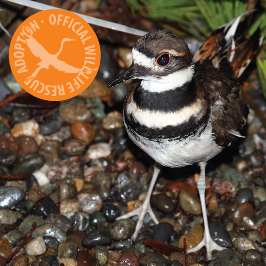 Symbolic Adoption - Killdeer